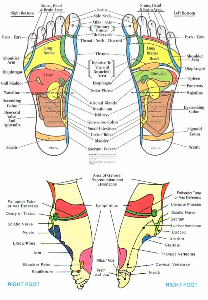 31 Printable Foot Reflexology Charts Maps Template Lab