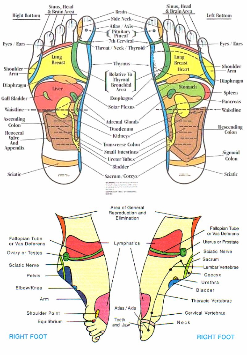31 Printable Foot Reflexology Charts Maps Template Lab