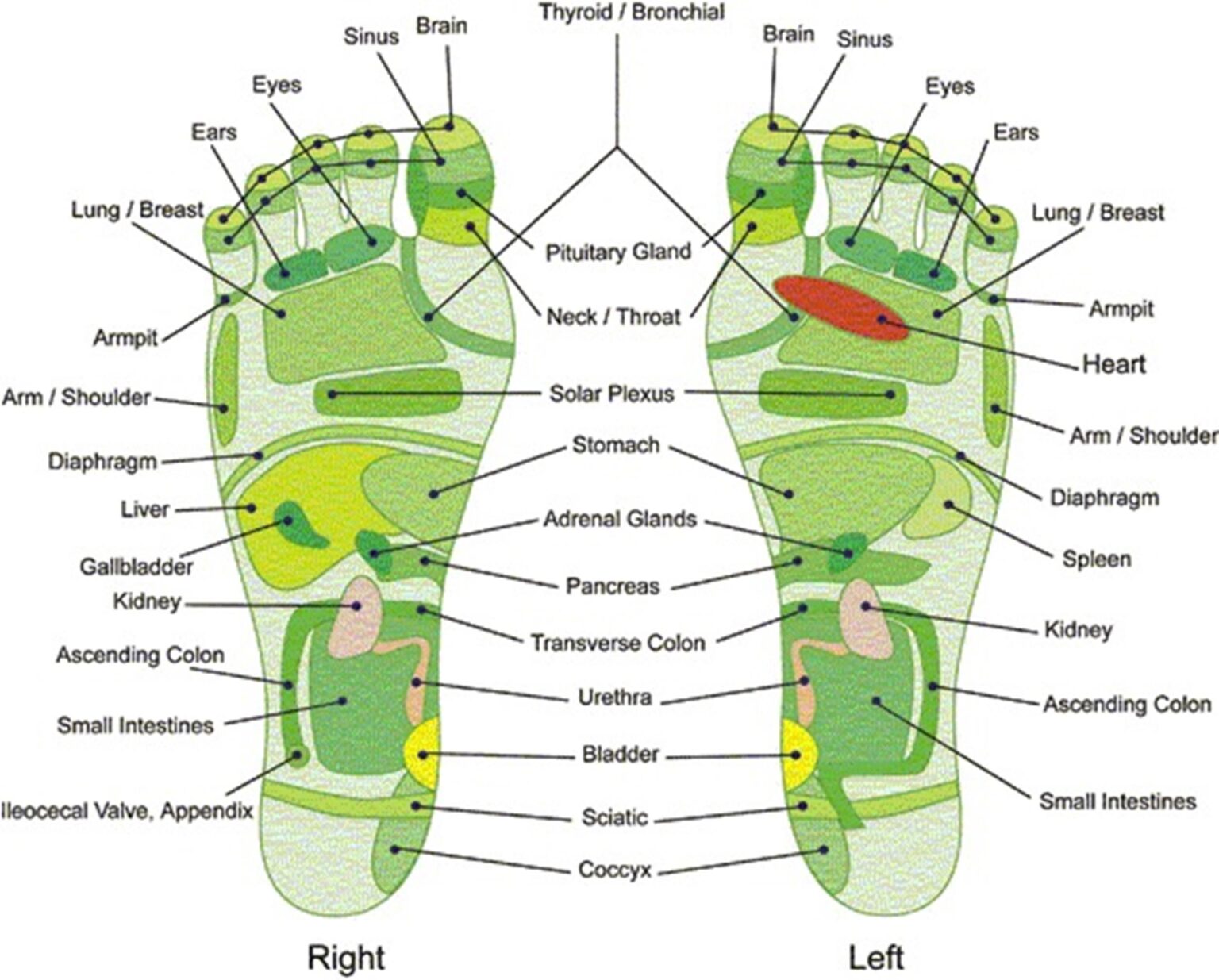 Printable Foot Reflexology Chart - Free Printable Chart