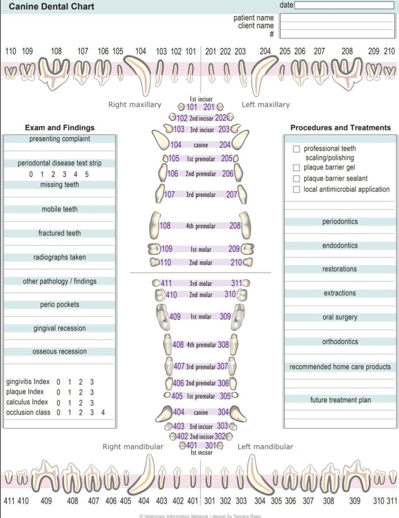 Canine Dental Chart Canine Dental Vet Medicine Vet Tech Student