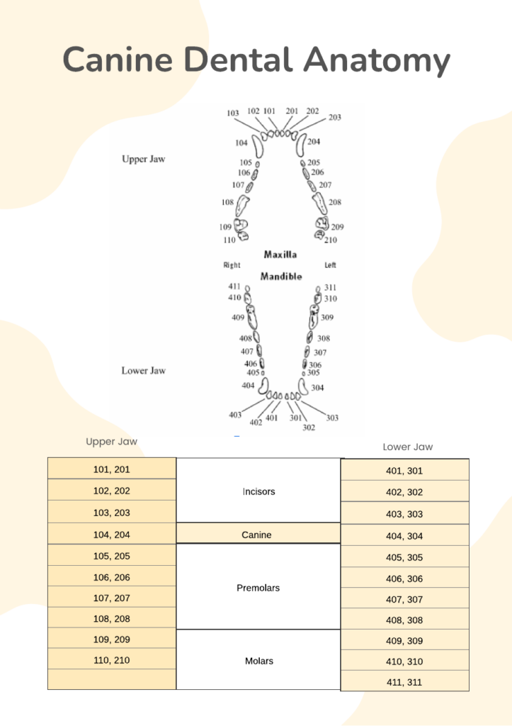 Canine Dental Chart Download Printable PDF Templateroller