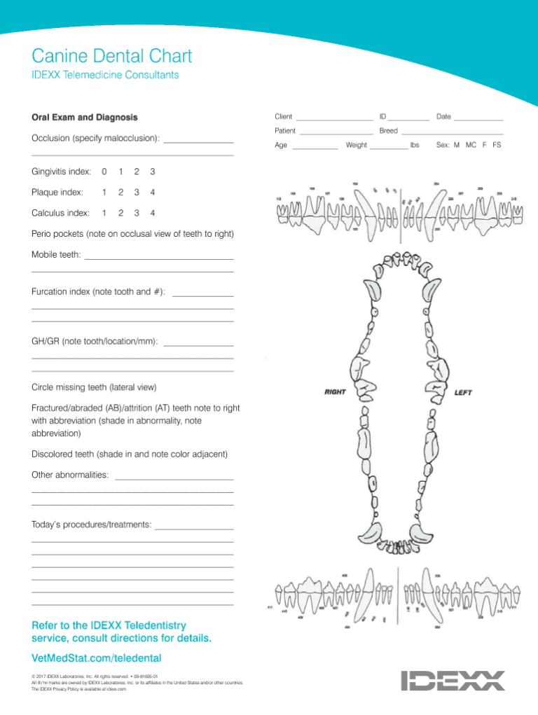 Canine Dental Chart Printable Fill Online Printable Fillable Blank 