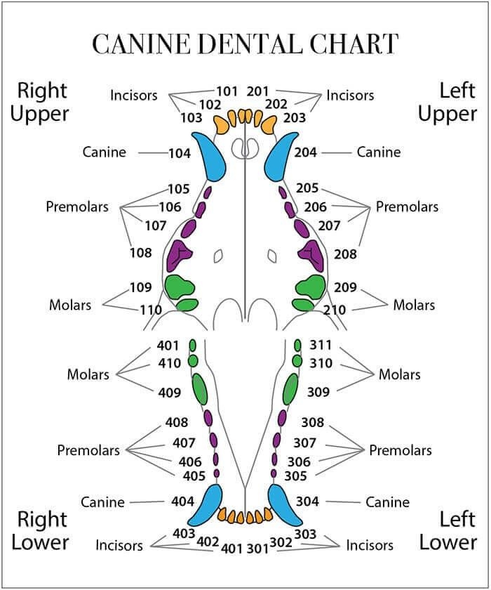 Canine Dental Chart Types Of Teeth And Their Functions