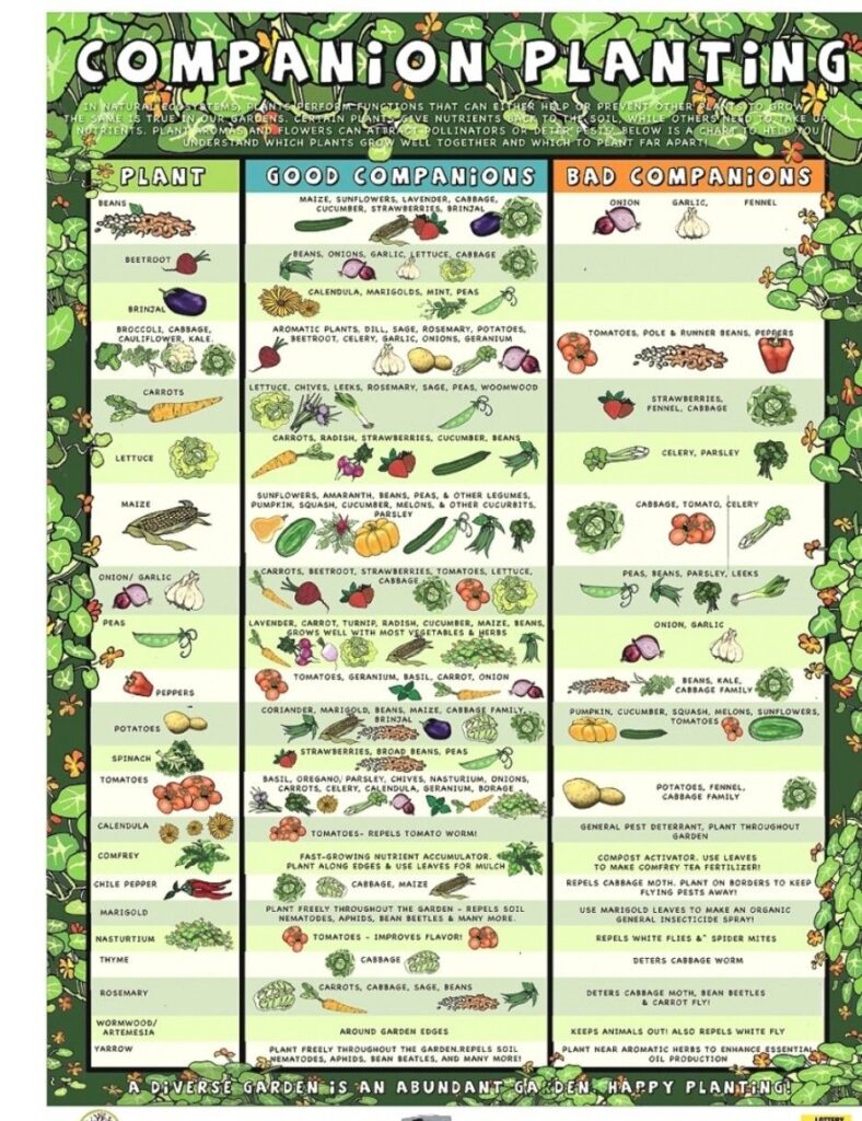 Companion Planting Guide Printable