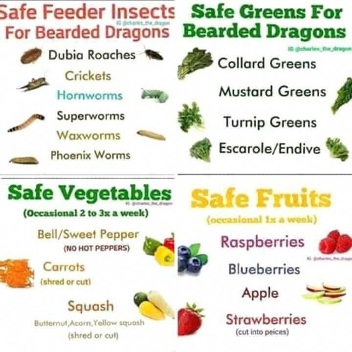 Daily Routine Printable Bearded Dragon Food Chart