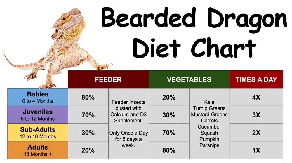 Daily Routine Printable Bearded Dragon Food Chart