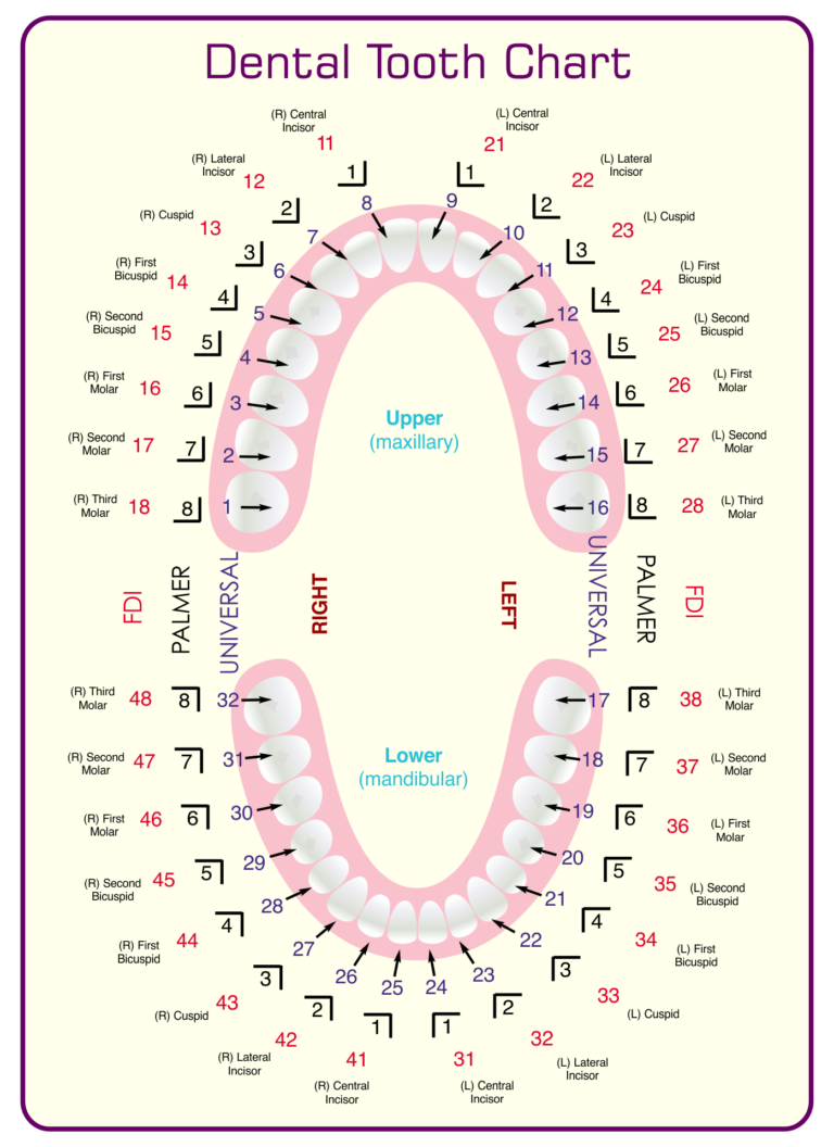 Dental Tooth Chart Printable