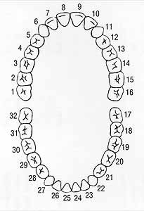 Free Printable Dental Tooth Chart