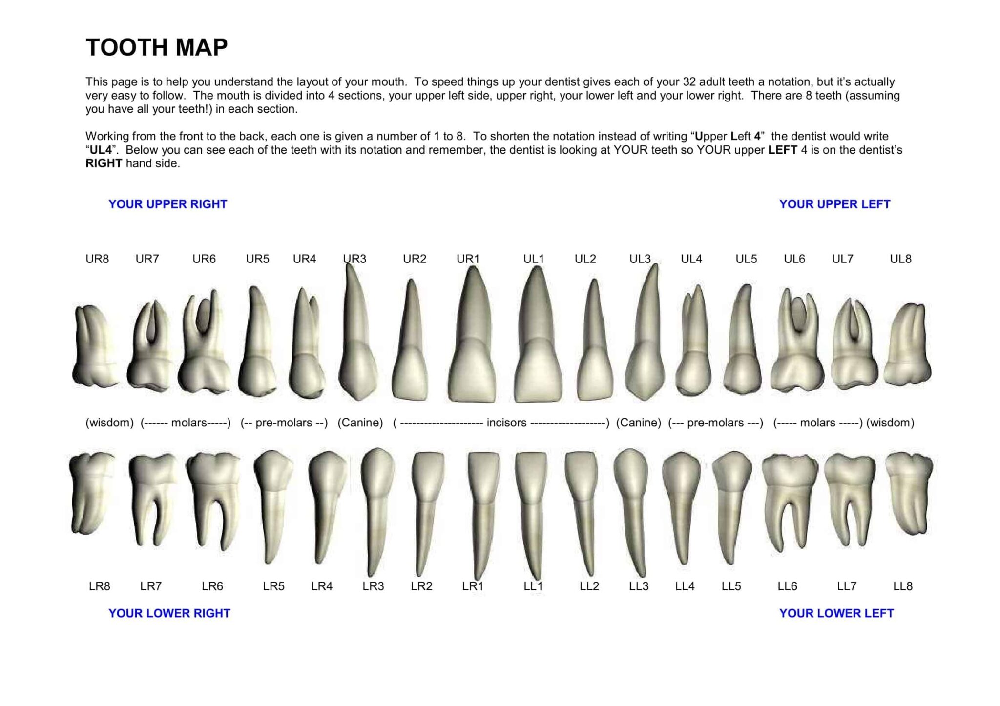 Printable tooth chart with numbers free printable chart