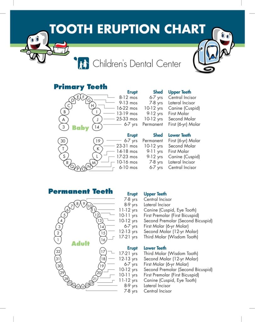 Free Printable Tooth Chart Templates Dental Chart Teeth Numbers PDF
