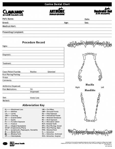 Printable Canine Dental Chart