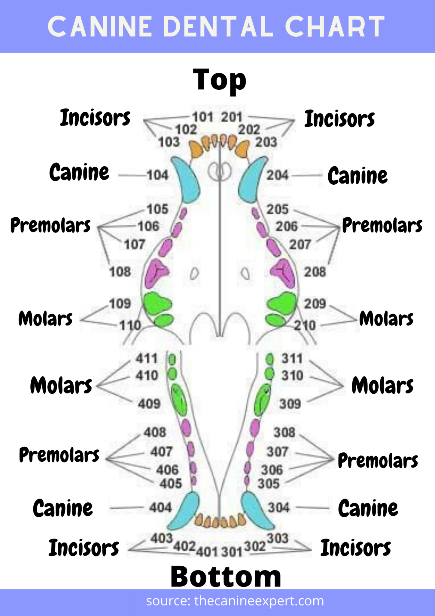 Dog Dental Chart Printable Free Printable Chart