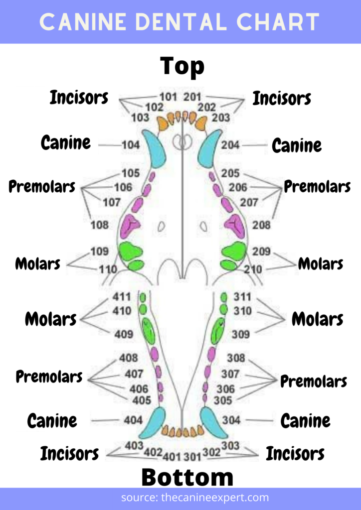 Printable Canine Dental Chart