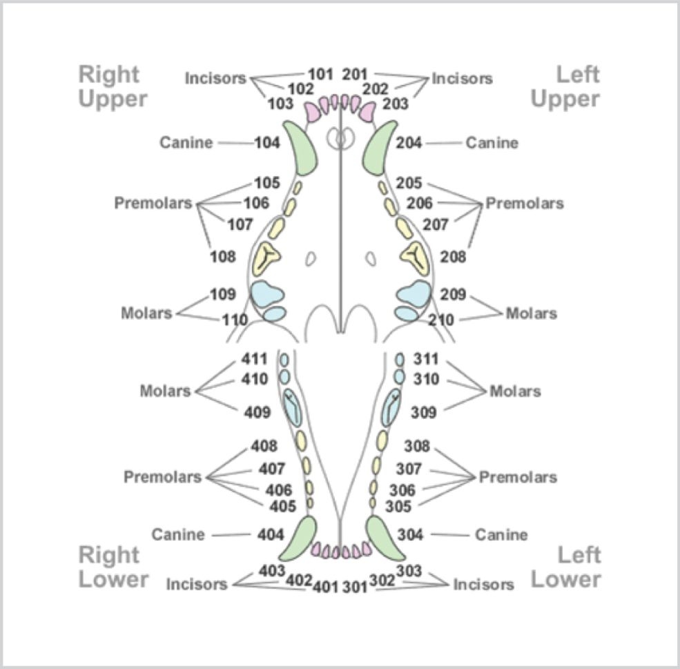 Printable Canine Dental Chart