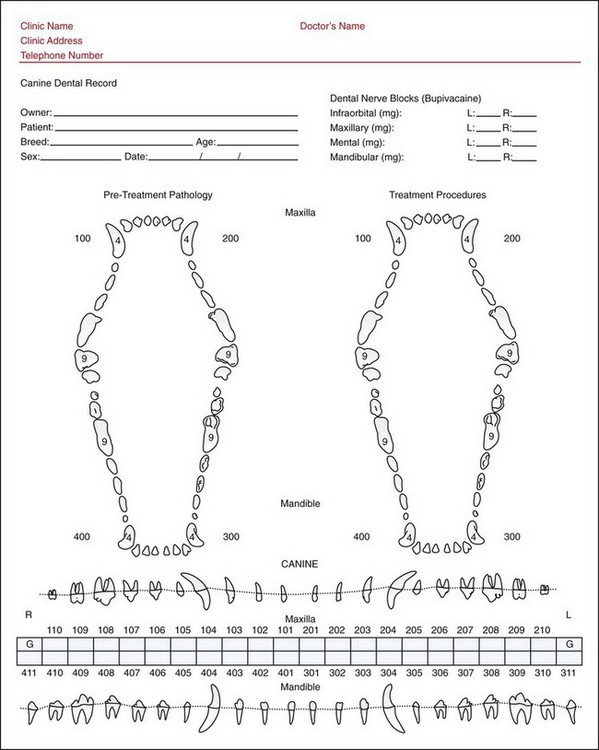 Printable Canine Dental Chart