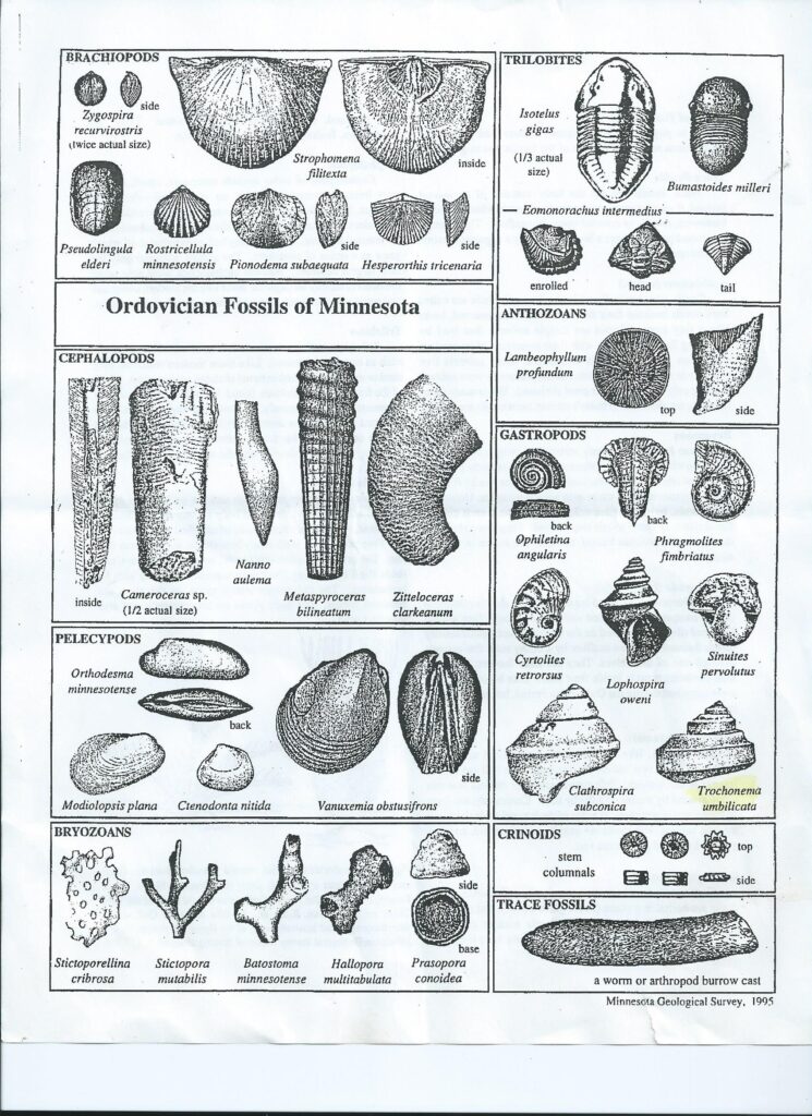 Printable Fossil Identification Chart