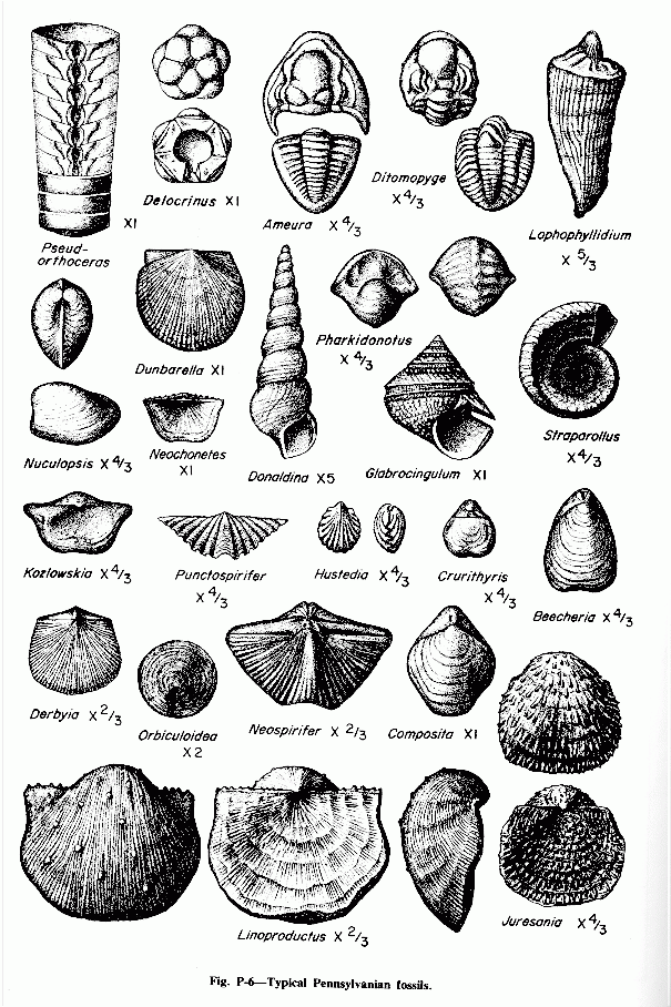 Printable Fossil Identification Chart Printable Computer Tools