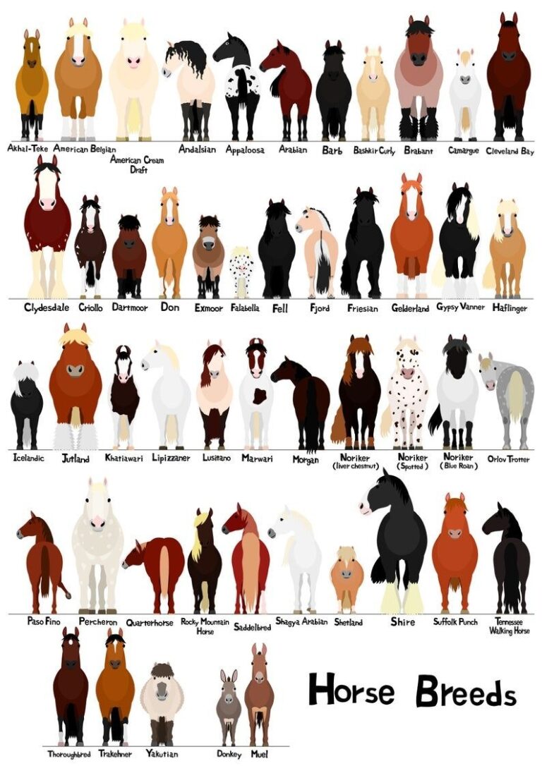 Printable Horse Breed Chart Printable Calendars AT A GLANCE