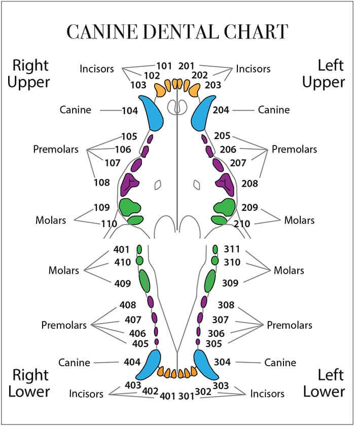 Printable Puppy Teeth Chart