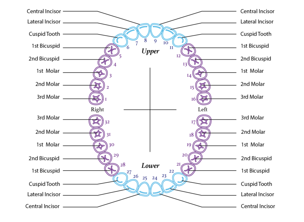 Printable Tooth Chart With Numbers