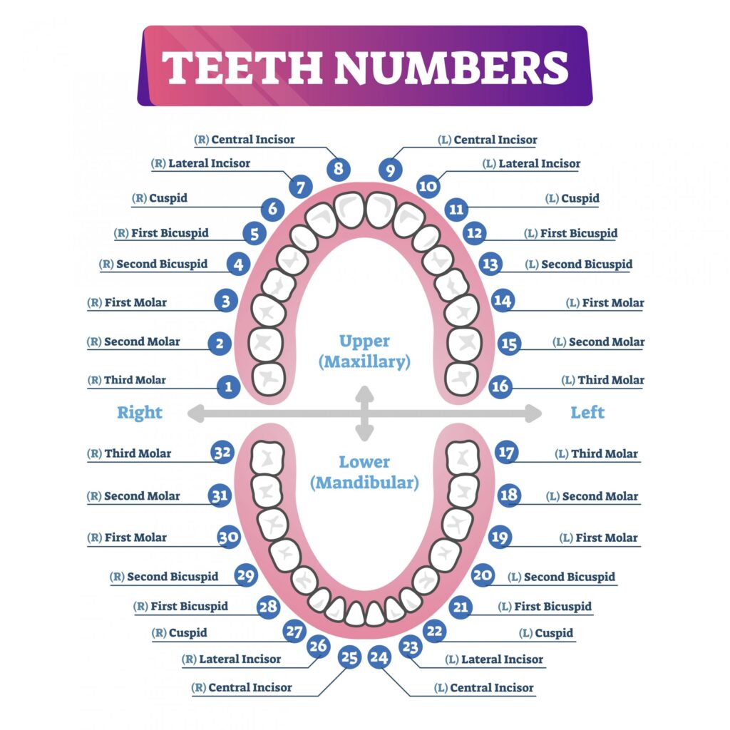 Printable Tooth Numbering Chart