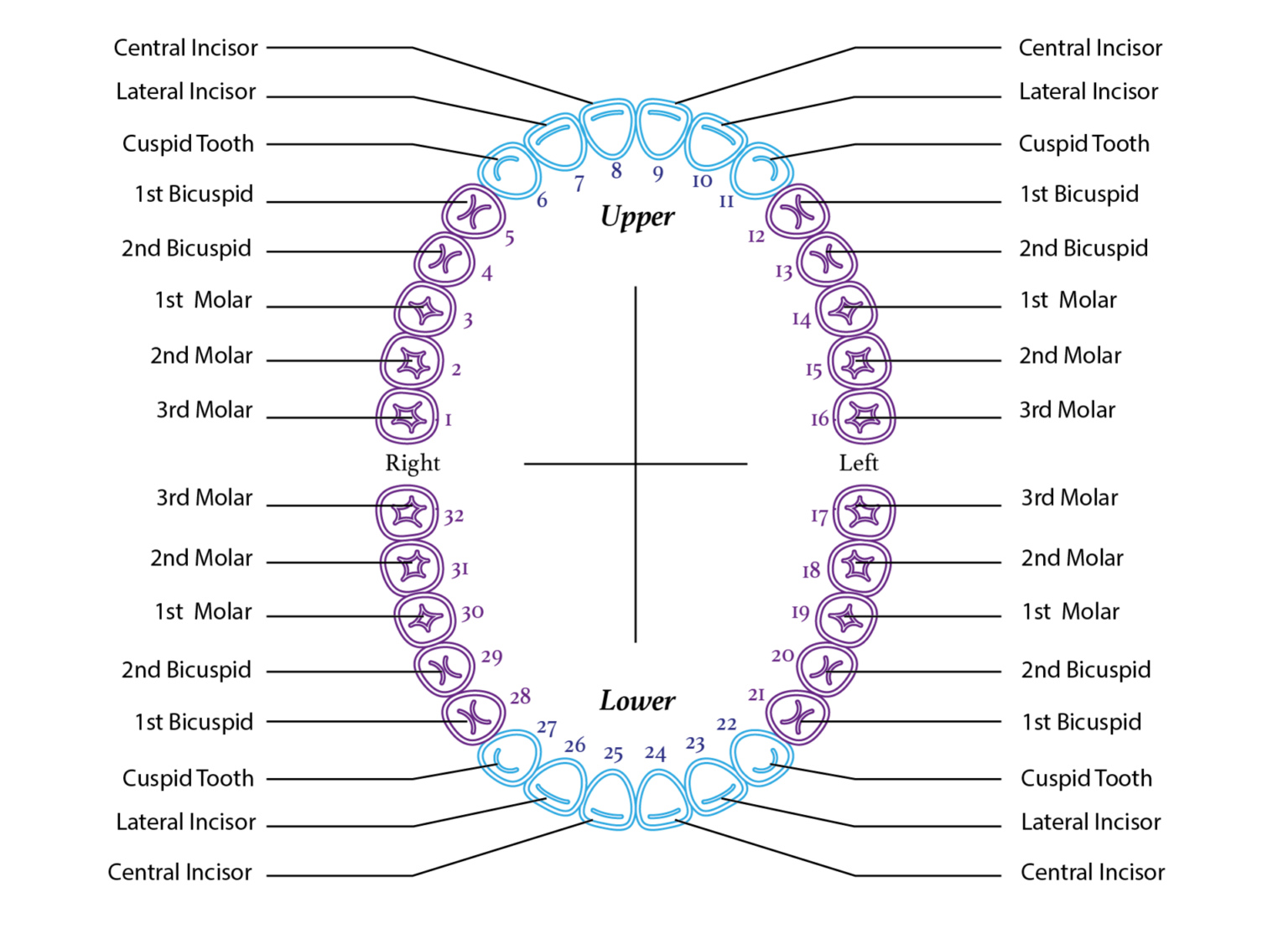 Printable Dental Chart Of Teeth Free Printable Chart