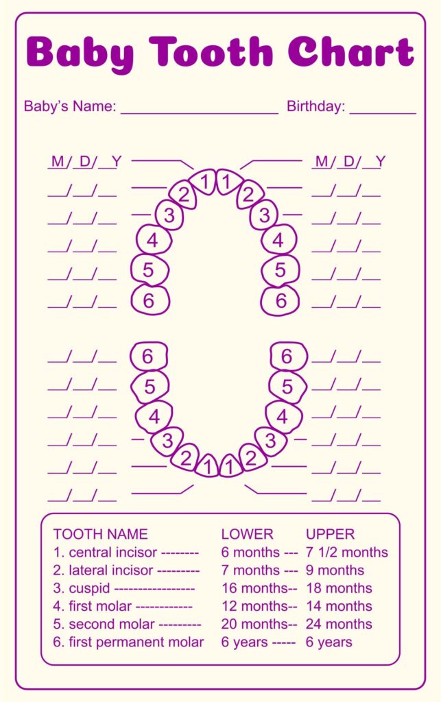 Tooth Chart Full Sheet 15 Free PDF Printables Printablee