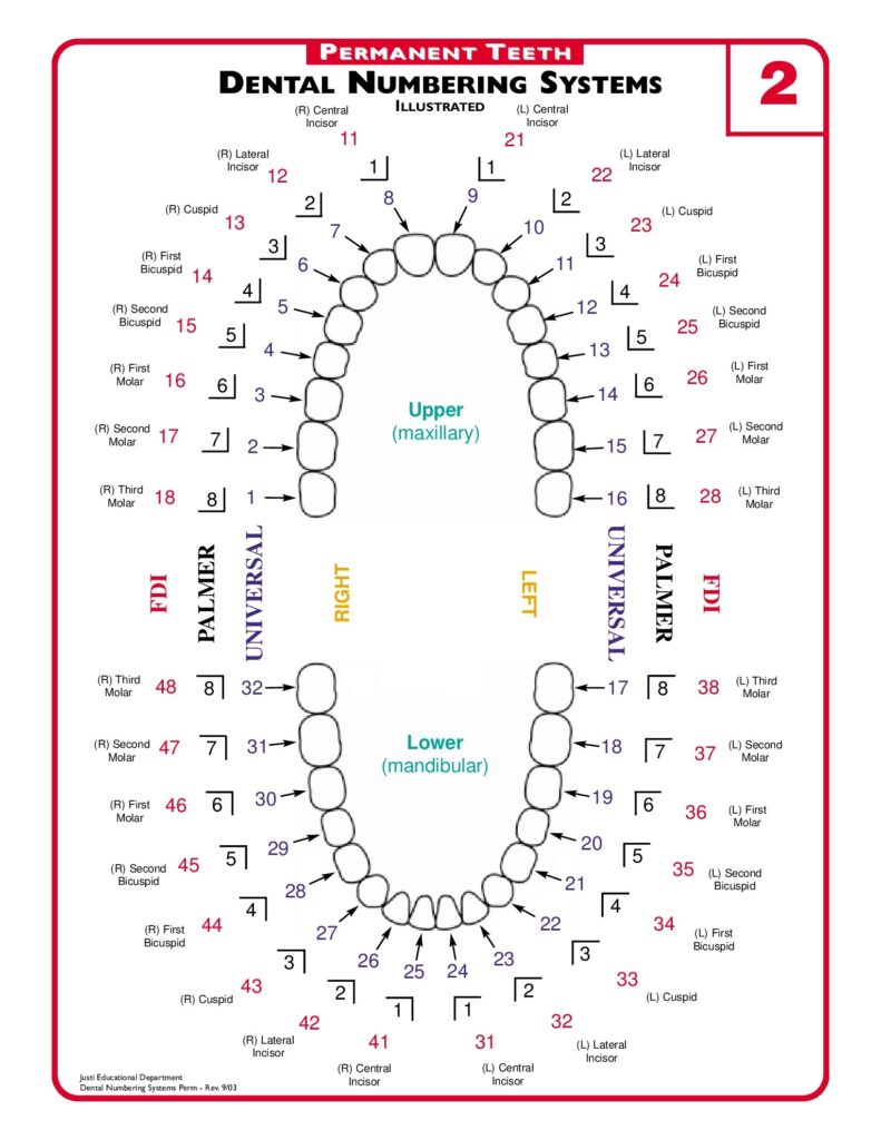Tooth Number Chart Printable